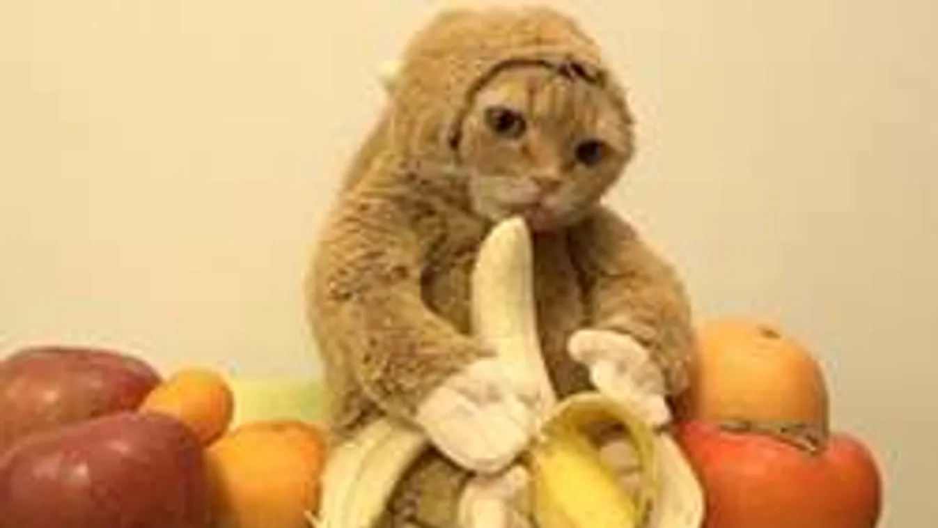 Ettől sírva fogsz nevetni: Így eszi a banánt a majomjelmezes macska!