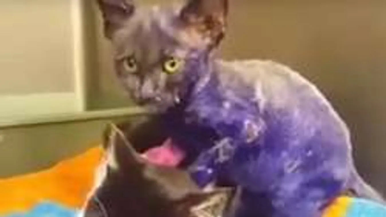 A csodának köszönheti a menekülést ez a lilára festett kiscica