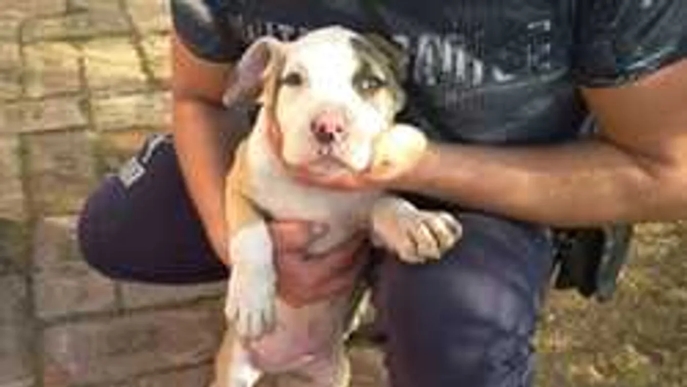 Kazánházból lopta el a kutyát, megfizetett érte