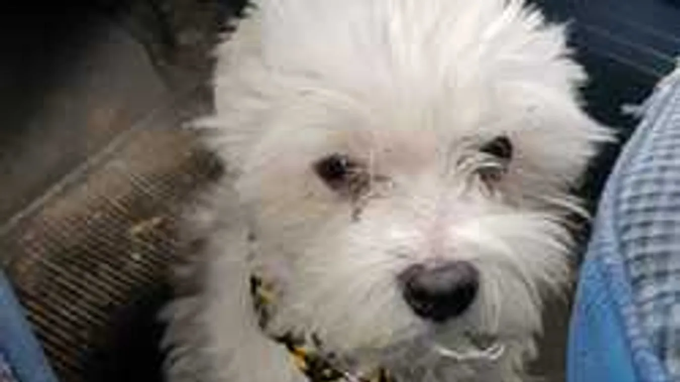 Borzalom egy újpesti lakásban, megrázó körülmények között találtak a halott nőre