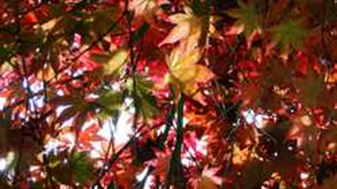 Hűvös hajnallal indult a vasárnapi időjárás, de ami délután lesz...