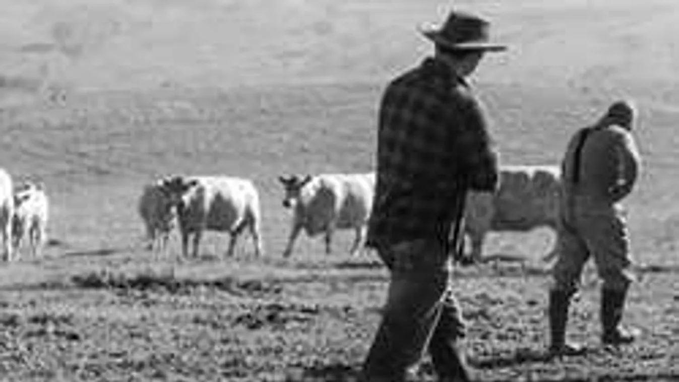 Mentőhelikopterrel vitték el a turistákat, vad tehenek támadtak rájuk