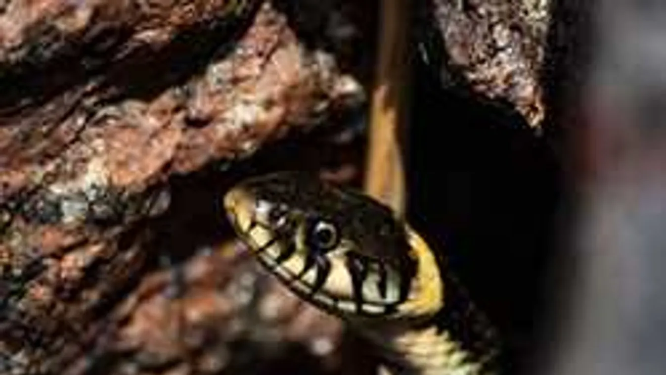 Hátborzongató látvány, az autósokat is sokkolta egy kígyó Budapesten