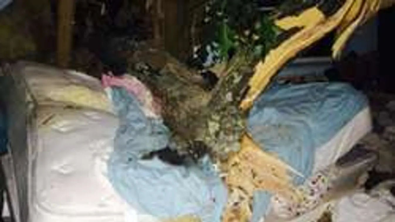 Két és fél tonnás fa dőlt a hálószobájában alvó nőre