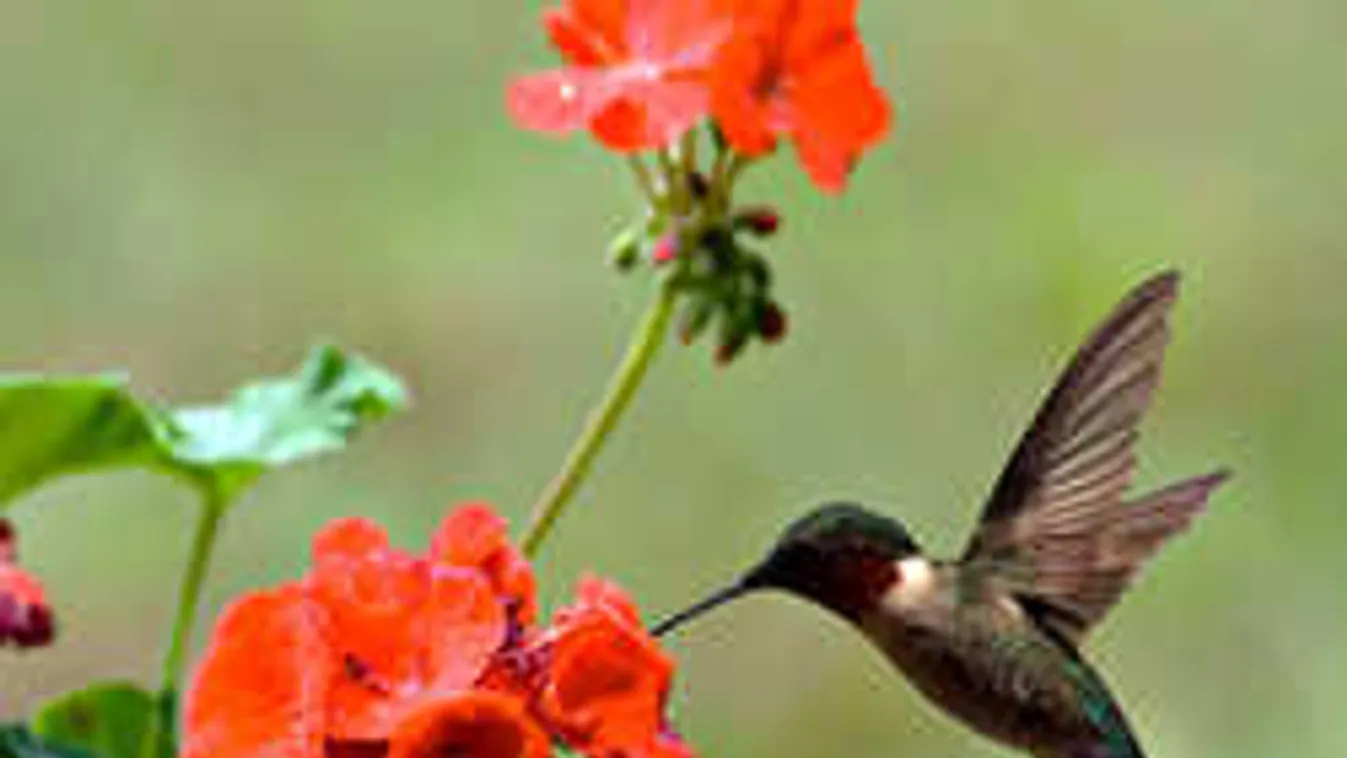 Itt az idő, most fiatalítsuk meg a muskátlit! Itt a trükkje