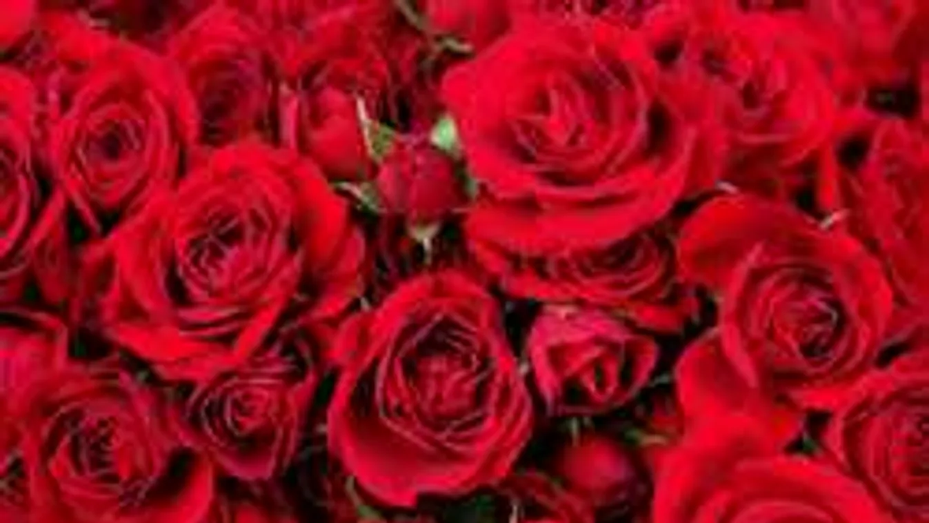 Bámulatos trükk: így lesz olyan virágzó a kerted, hogy a szomszéd elámul