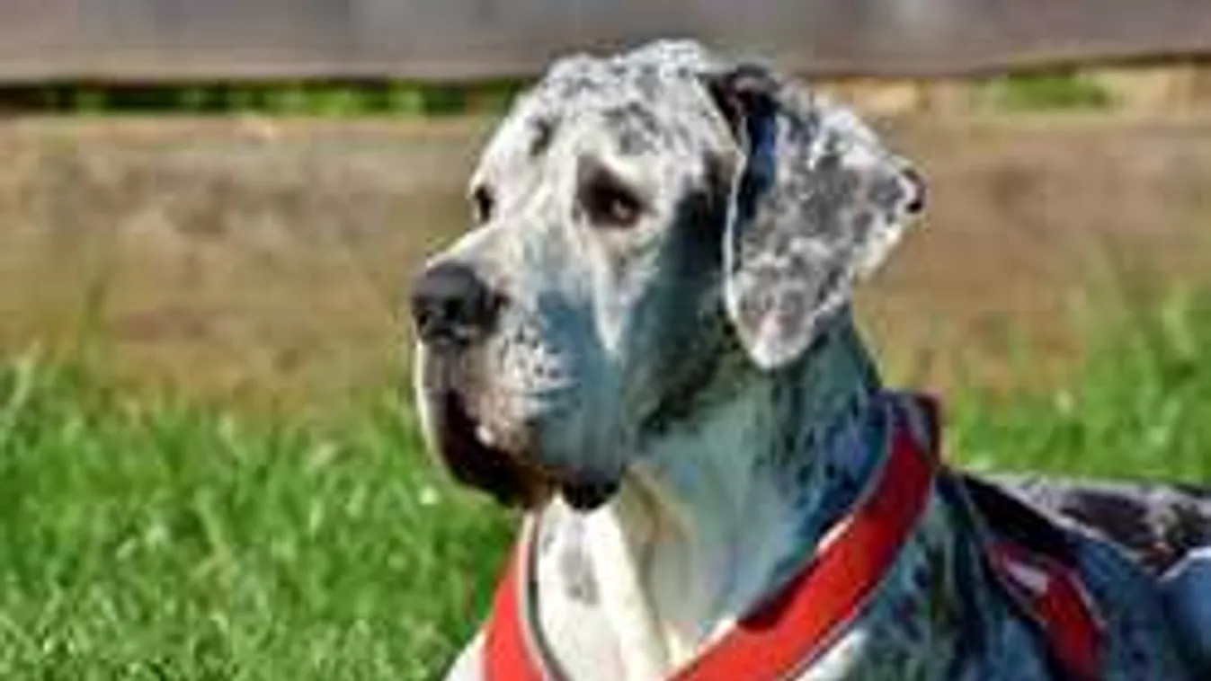 Sokkoló, amit ez a nő a kutyájával művelt, nem tette zsebre amit kapott