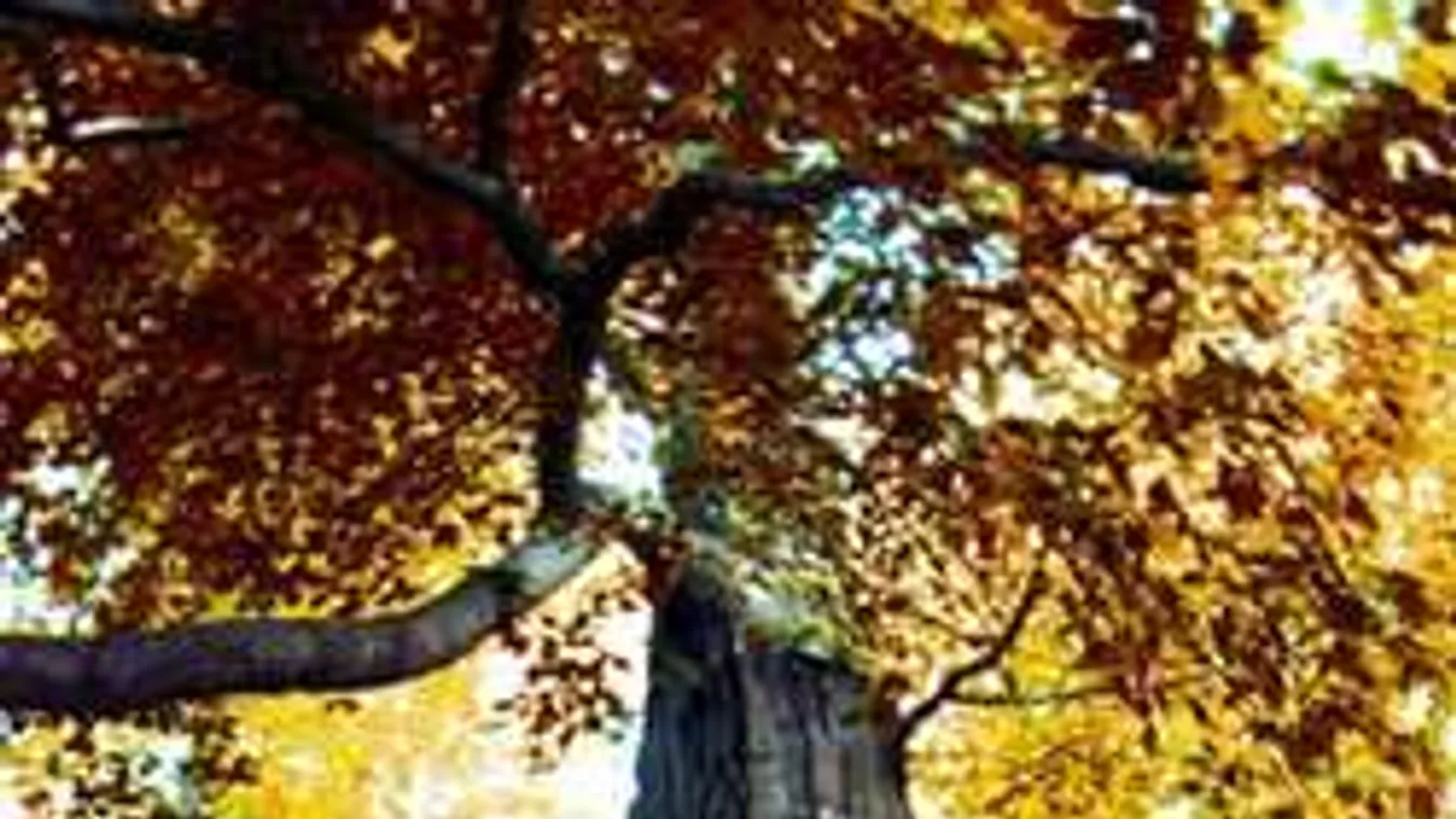 Melyik fát választottad? Elárulja, ki is vagy valójában