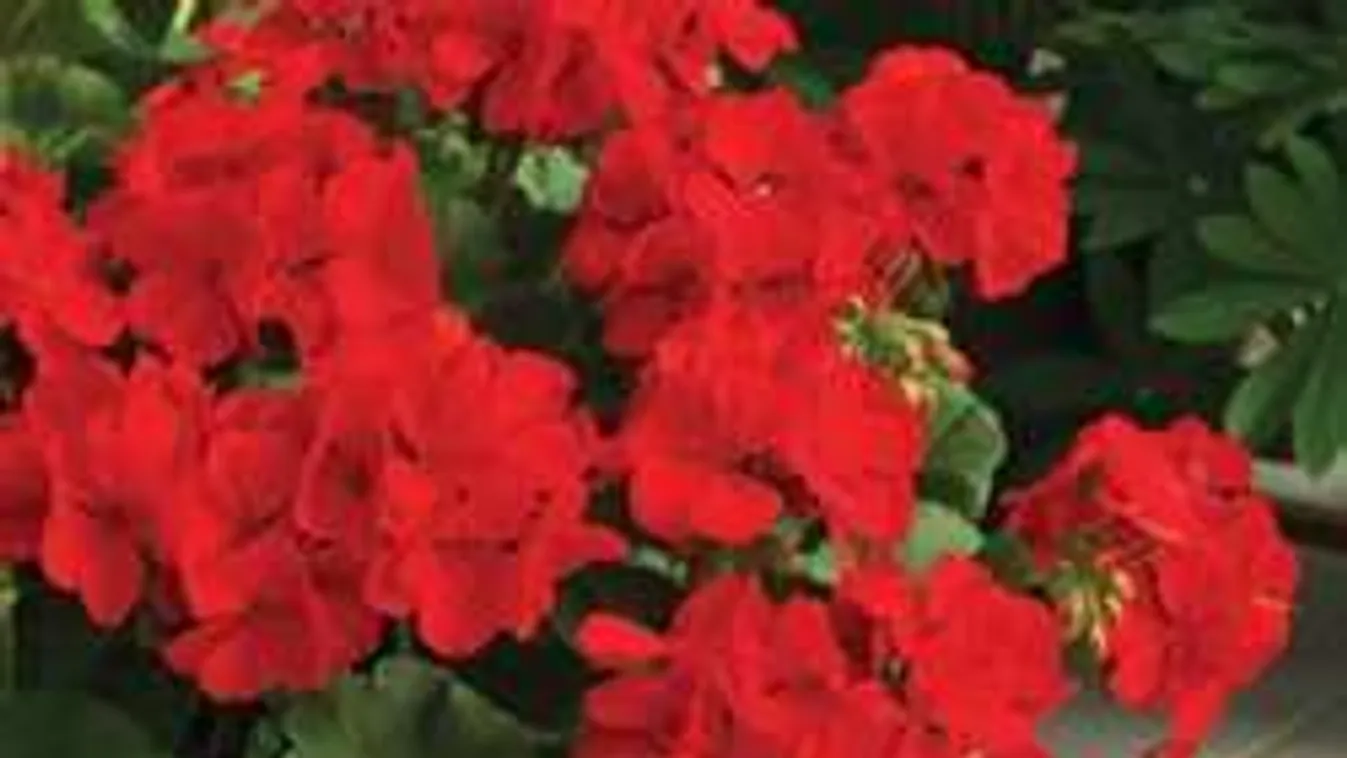 Így gondozd a muskátlit, virágözön lesz a jutalom