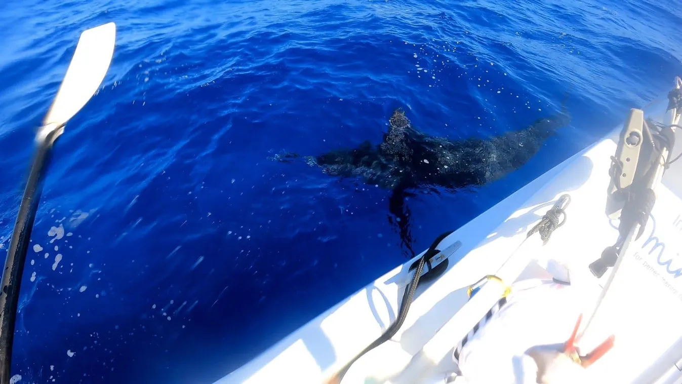 Lándzsahal nyársalta föl az evezősök hajóját