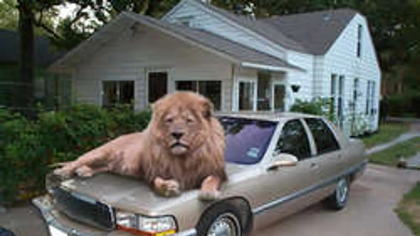 Anyósülésen utazott egy oroszlán az autópályán