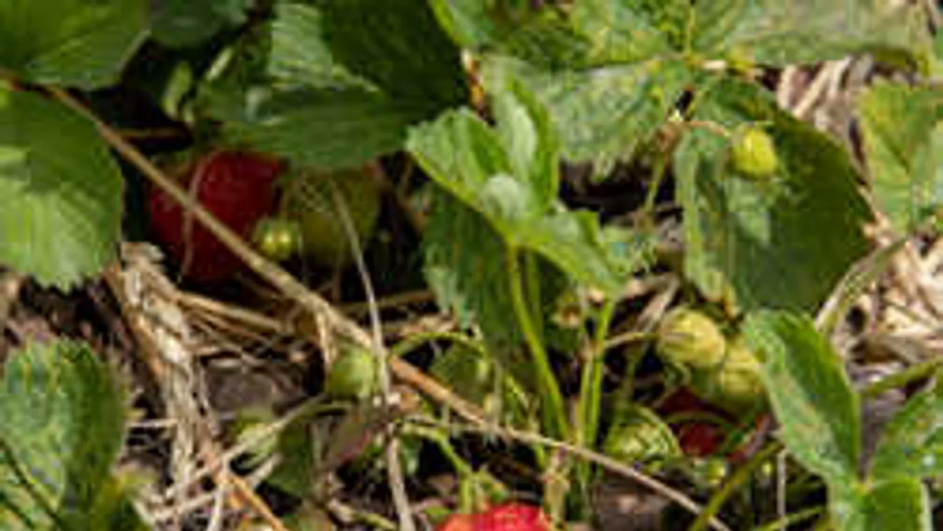 Így szerezhetsz harmadannyiért epret