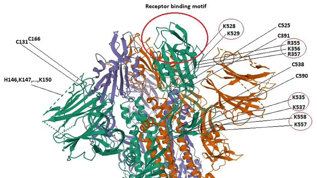 „Mesterséges tüskefehérje” – megdöbbentő tanulmány született a koronavírusról