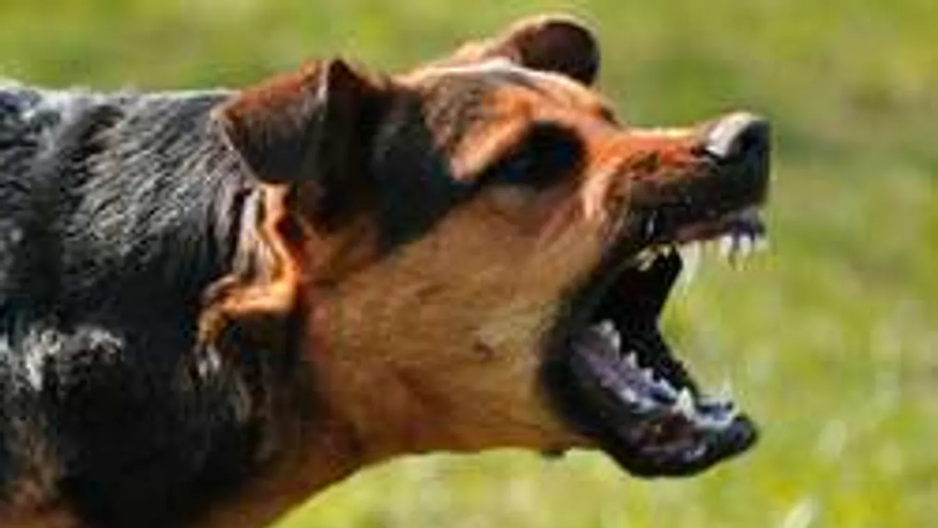 Kutyák őrizték a szétmarcangolt arcú, halott férfit