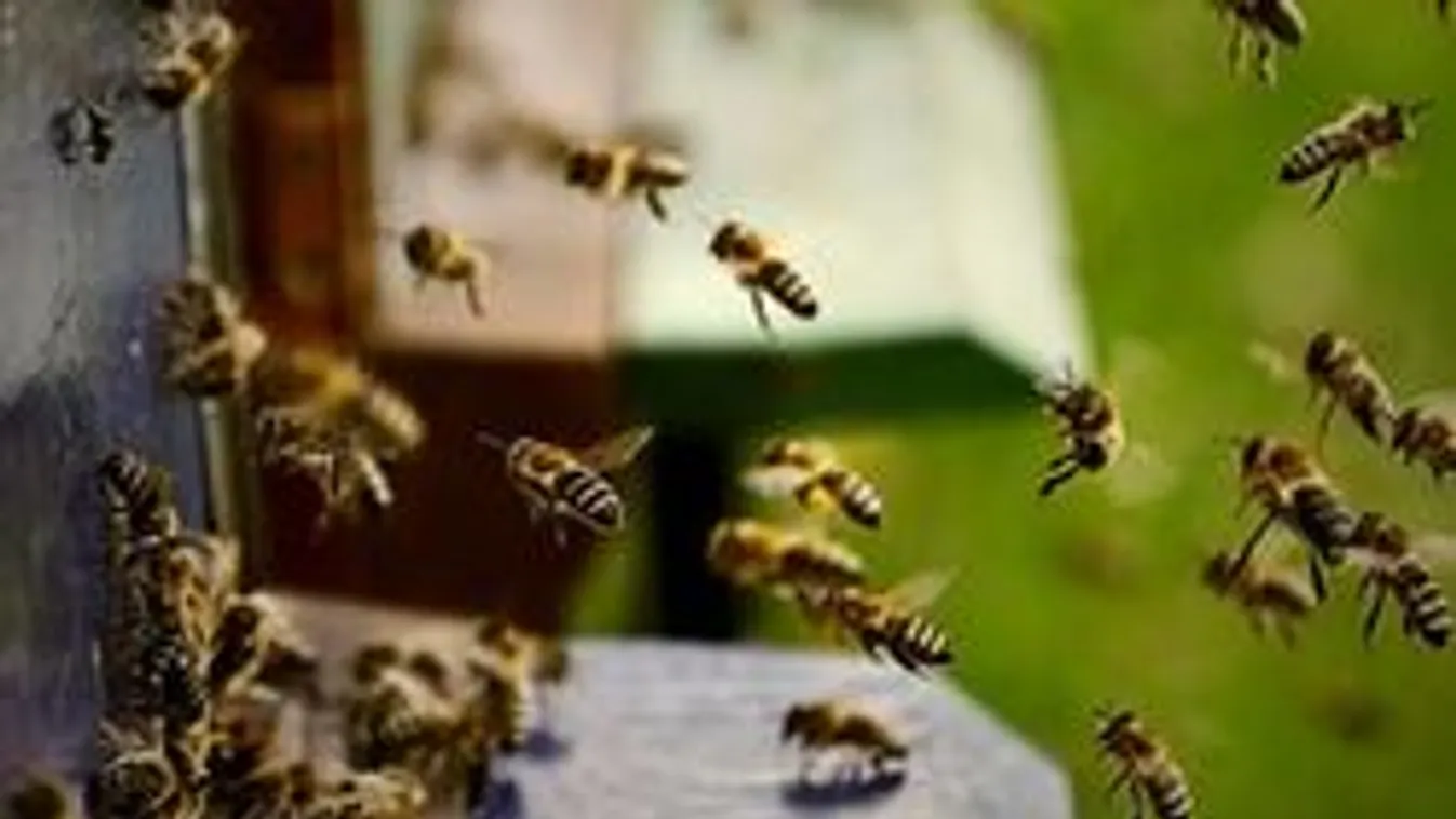 Mit keresnek méhek a vibrátorban?