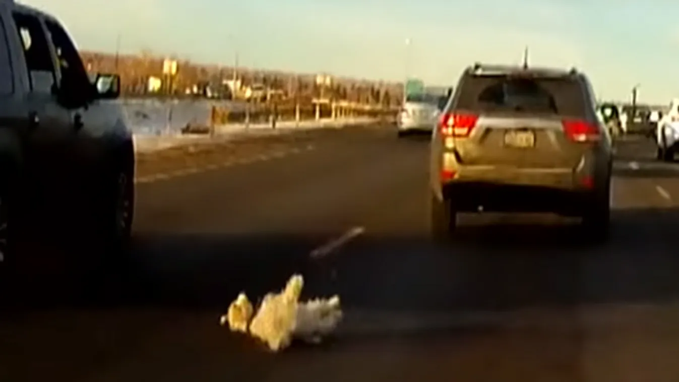 Brutális, kutyákat dobálnak ki az autóból más járművek elé