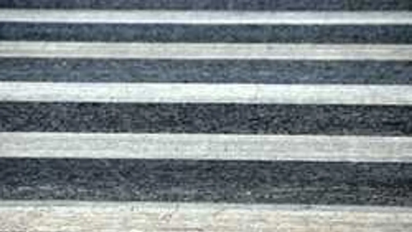 Nem hittek a szemüknek a nyitraiak: egzotikus állat szabadult utcára - Videó