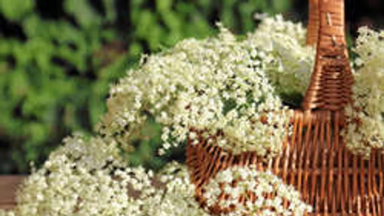 Nem kell cukor a bodzaszörphöz! Így készítsd el az egészséges változatot!