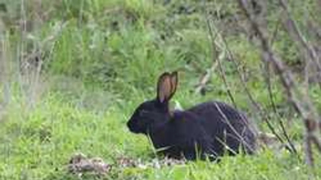 Elképesztően trükkös módon menekültek meg a vadnyulak az árvíz elől