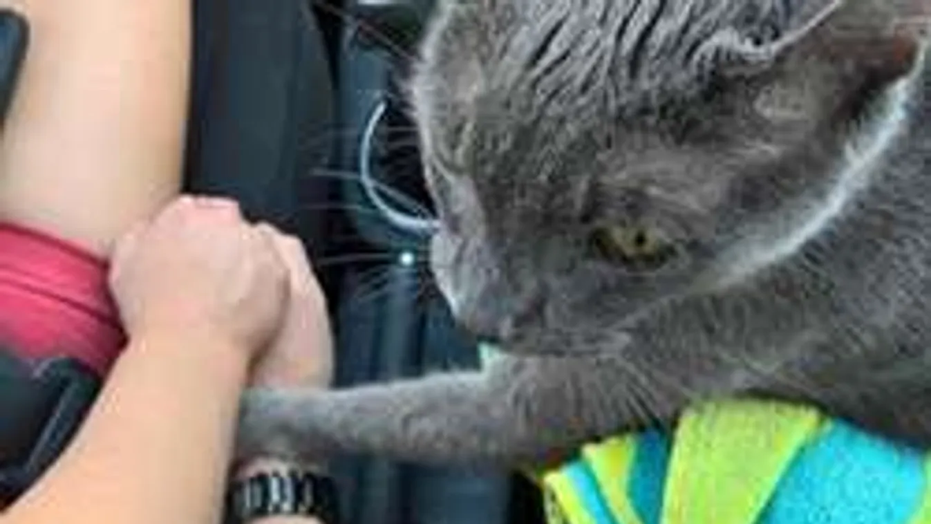 Szívszorító: megfogta gazdái kezét a kiscica, miközben elaltatni vitték