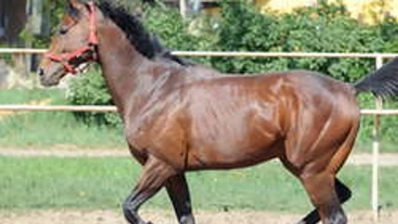 Ezért halt meg Overdose