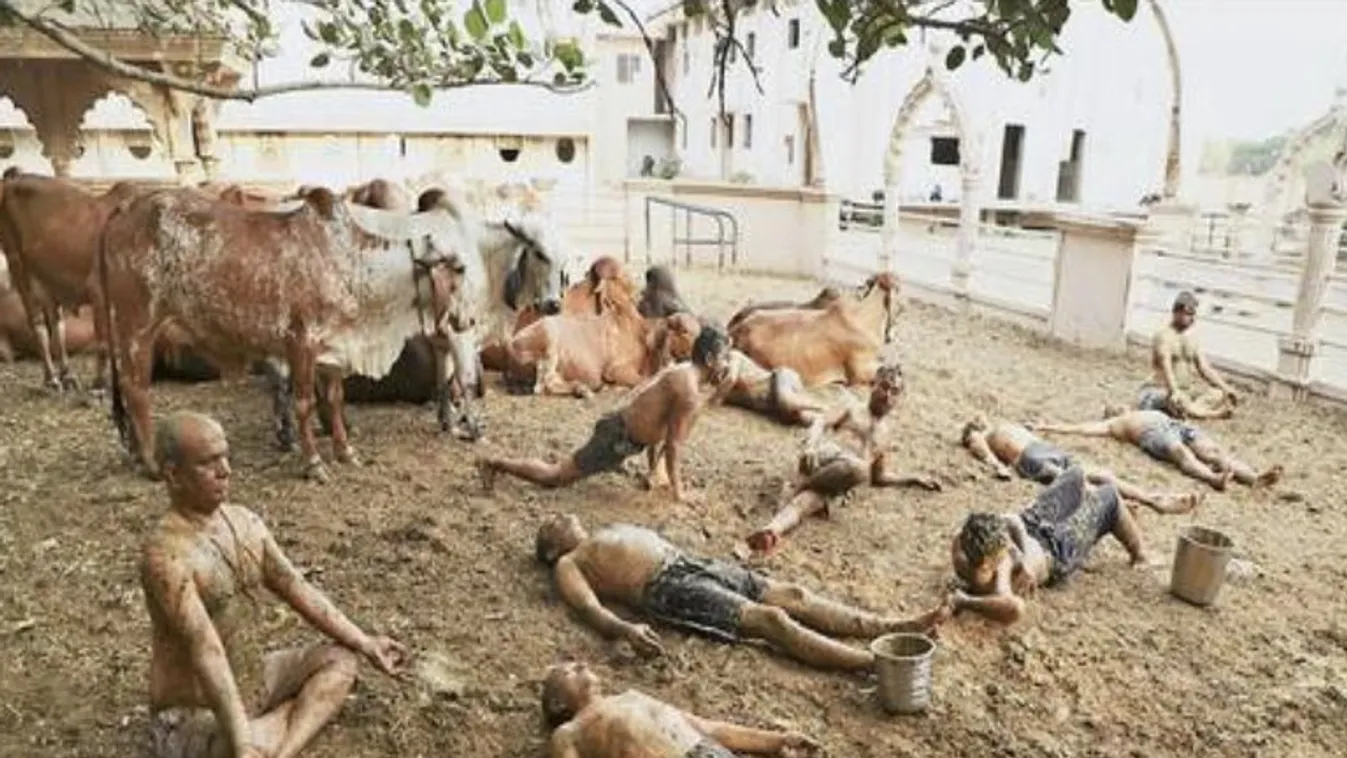 Nem vicc: Indiában tehéntejjel és trágyával gyógyítják a koronavírus-fertőzötteket