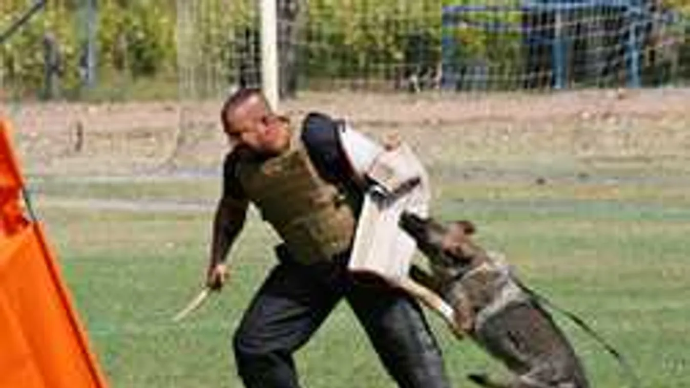 Ez a legjobb polgárőr kutya