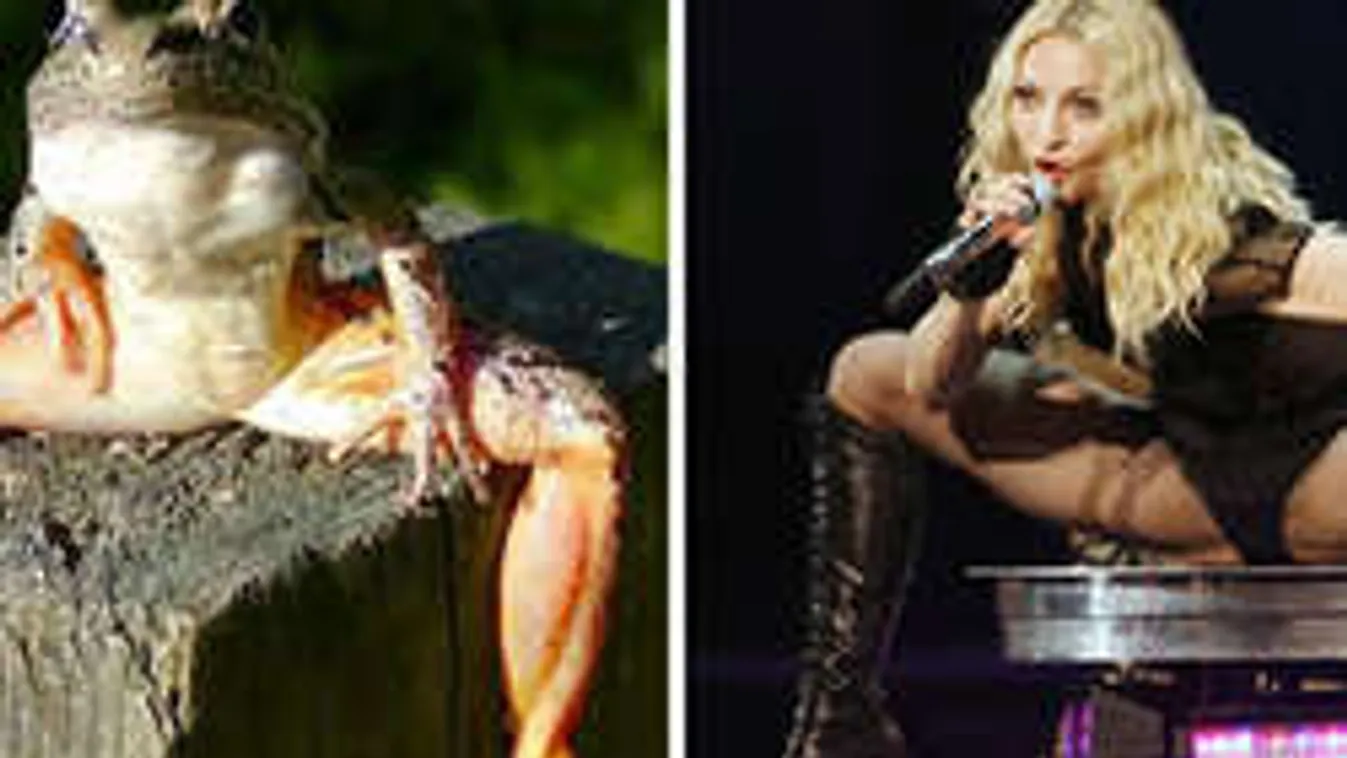 10 sztár, aki pontosan úgy néz ki, mint egy cuki állat