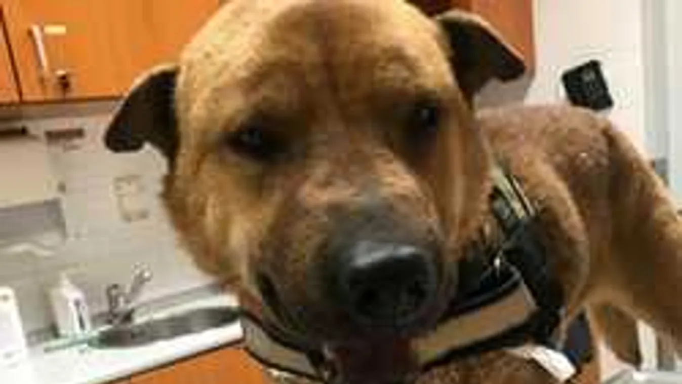 Lelépett az állatorvostól a megmentett kutya