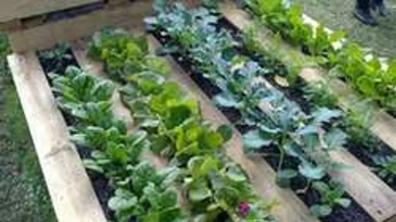 Így rak rendet a kertedben a raklap!