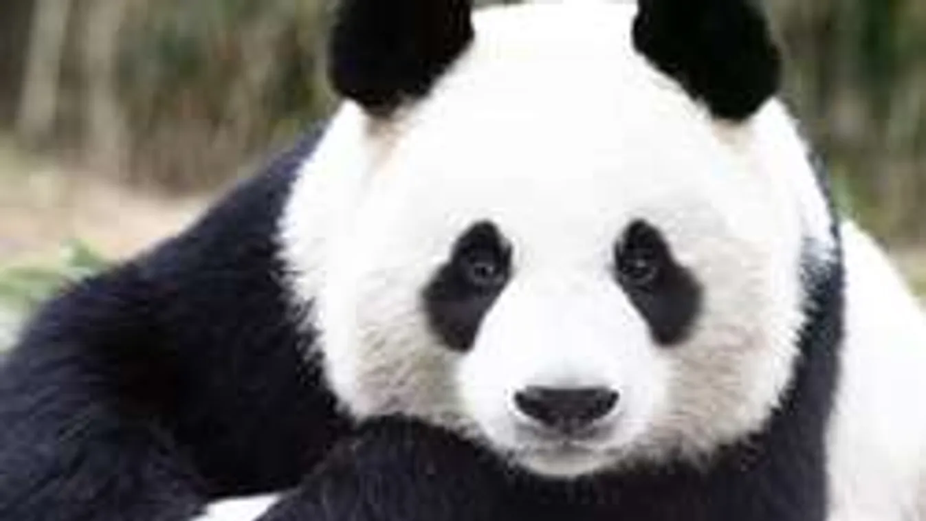 Ennél a pandánál ma már nem találsz cukibbat a neten