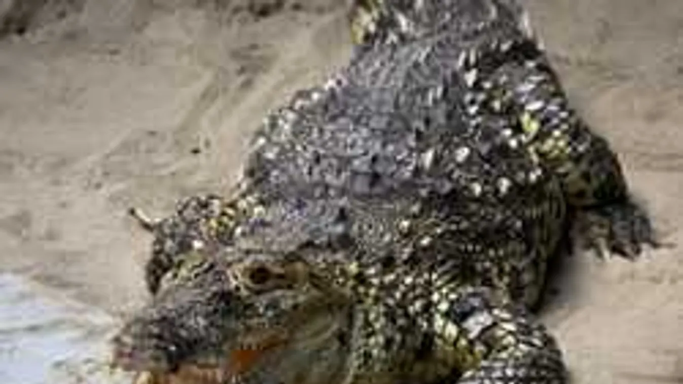 Majdnem megölték a látogatók a krokodilt a pécsi állatkertben