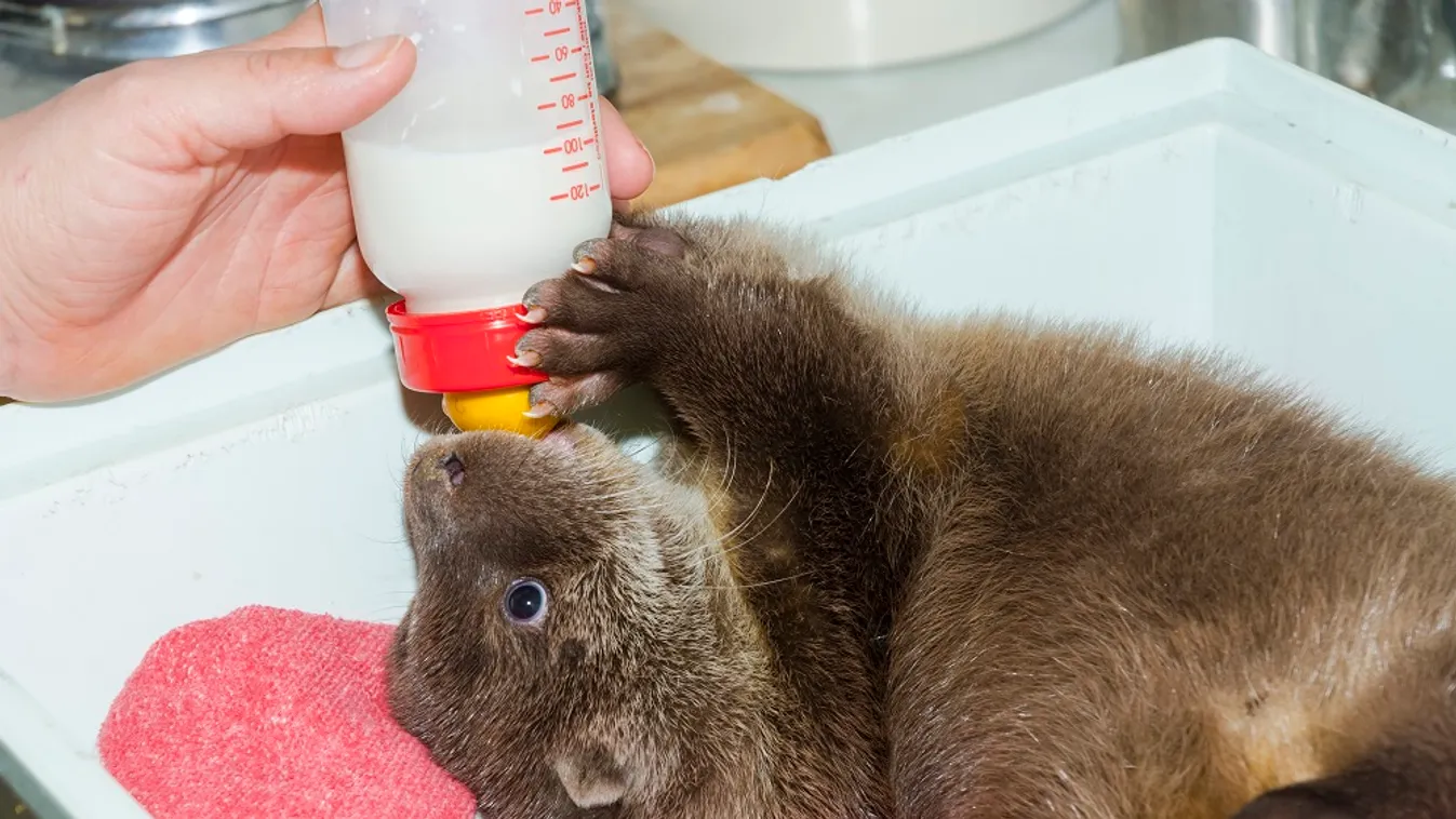 Orphaned and hand reared otter baby in a zoo