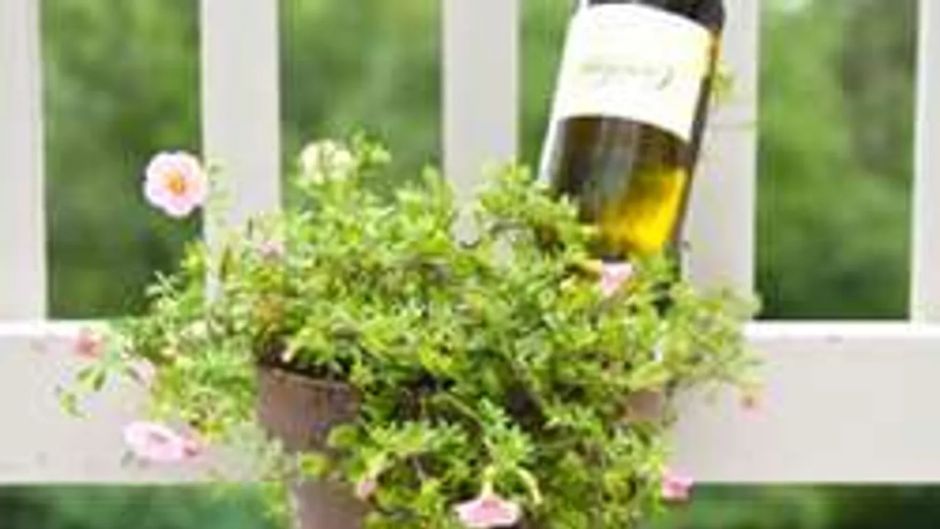 Így menteheted meg a növényeidet, ha nyaralni mész