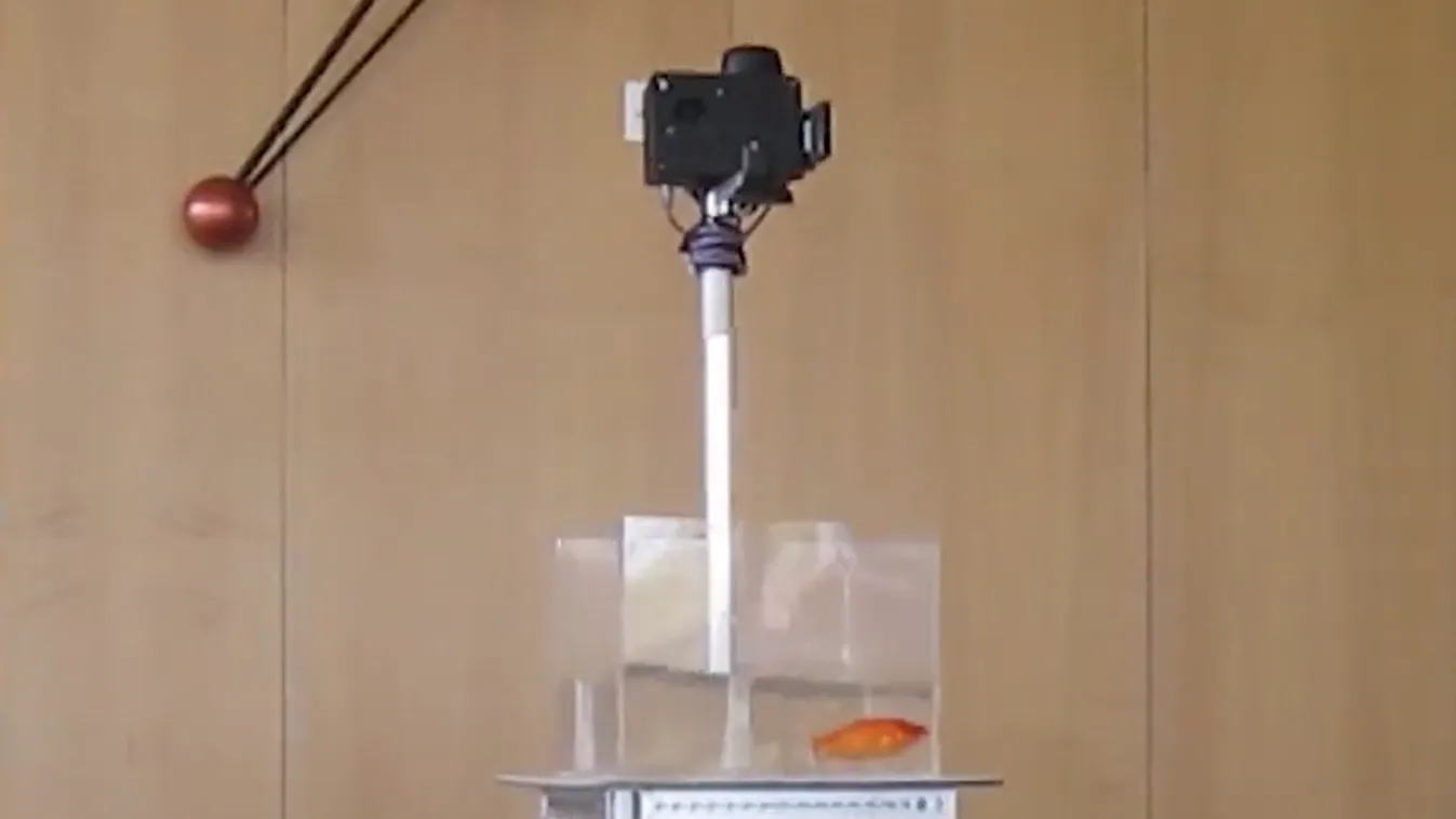 Aranyhalakat tanított meg vezetni izraeli tudósok egy csoportja