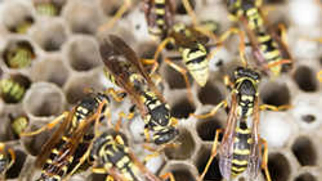 Megvadult lódarazsak támadtak egy családra Tolna megyében