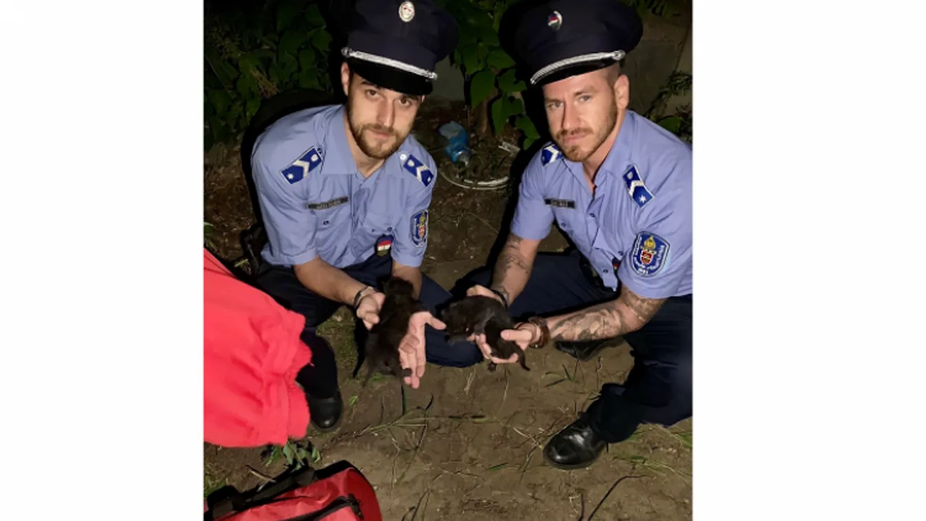 Megszólalt a budapesti nő: ezért ásta el élve a cicákat, nem akart rosszat