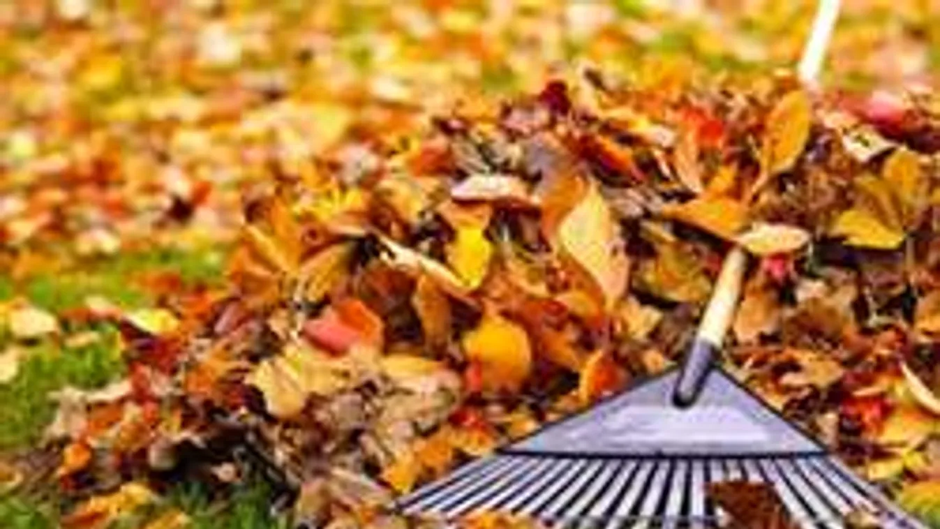 Ezzel az egyszerű trükkel pillanatok alatt összegyűjtheted a falevelet
