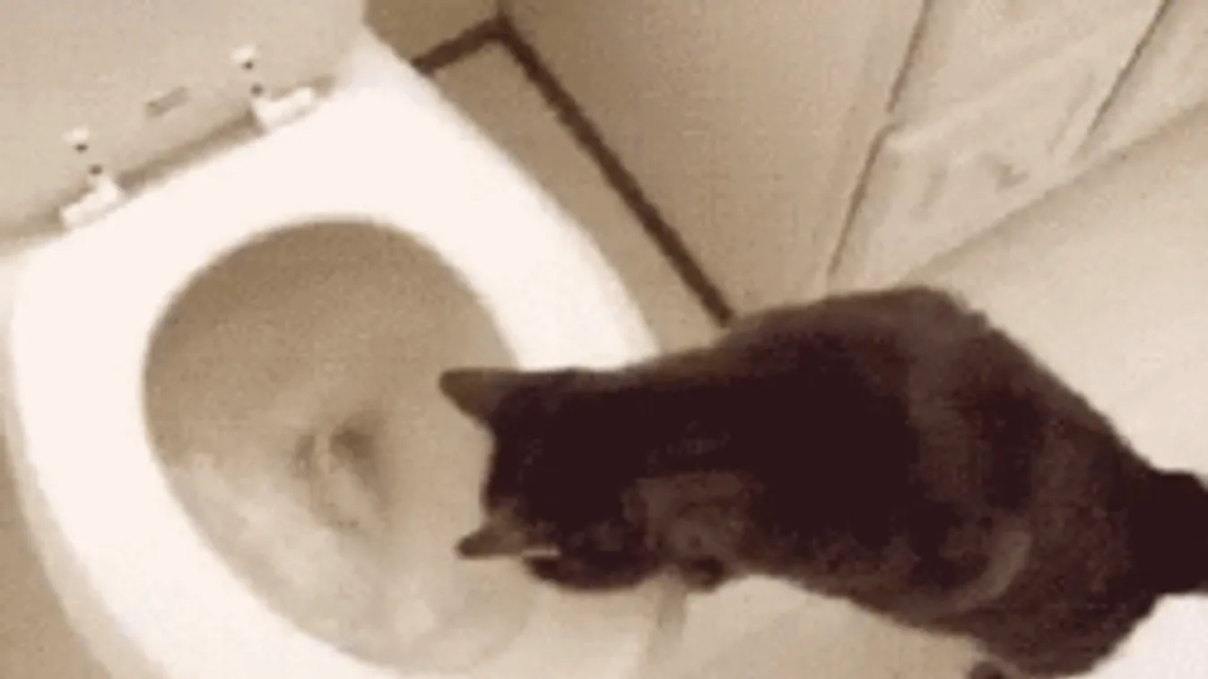 Az emberek 90%-a rosszul húzza le a vécét, mutatjuk, mit rontanak el