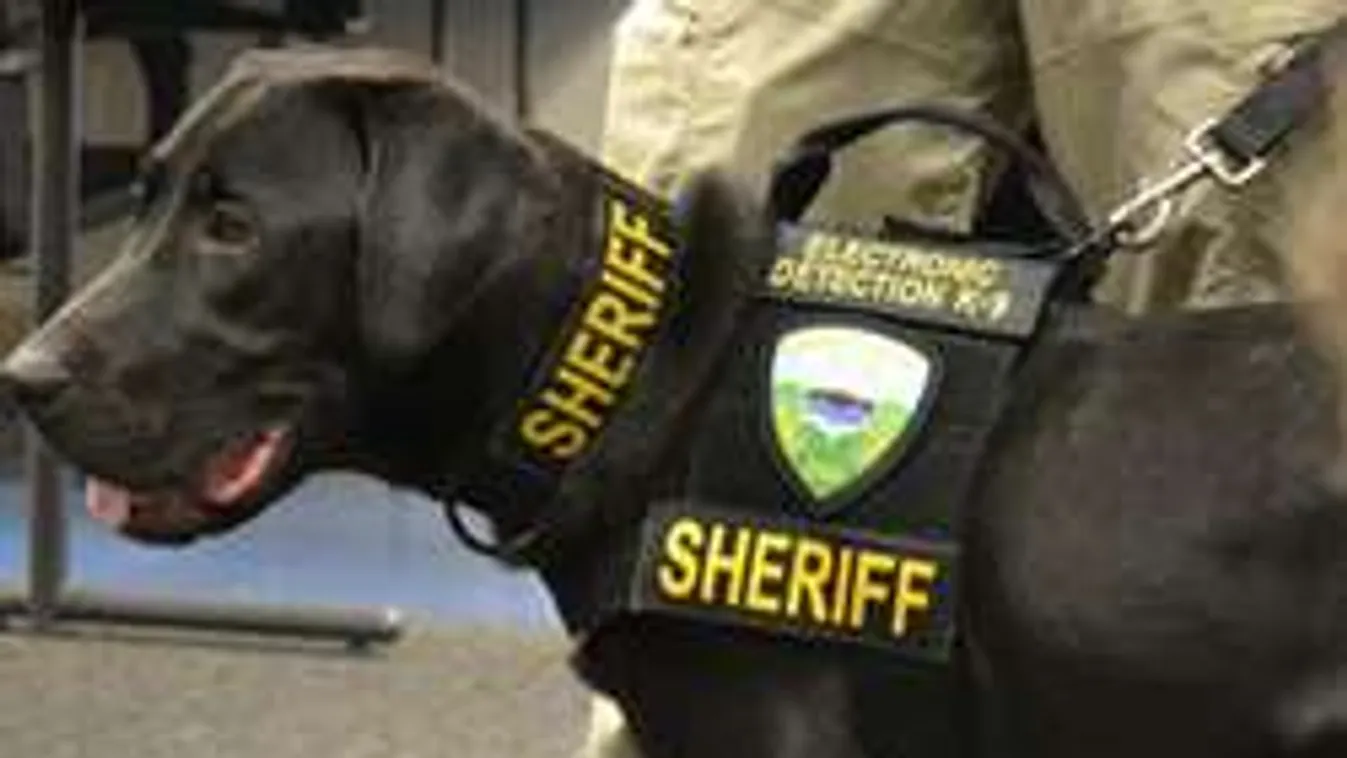 Így menti meg a perverzektől a kisgyerekeket ez az okos kutya