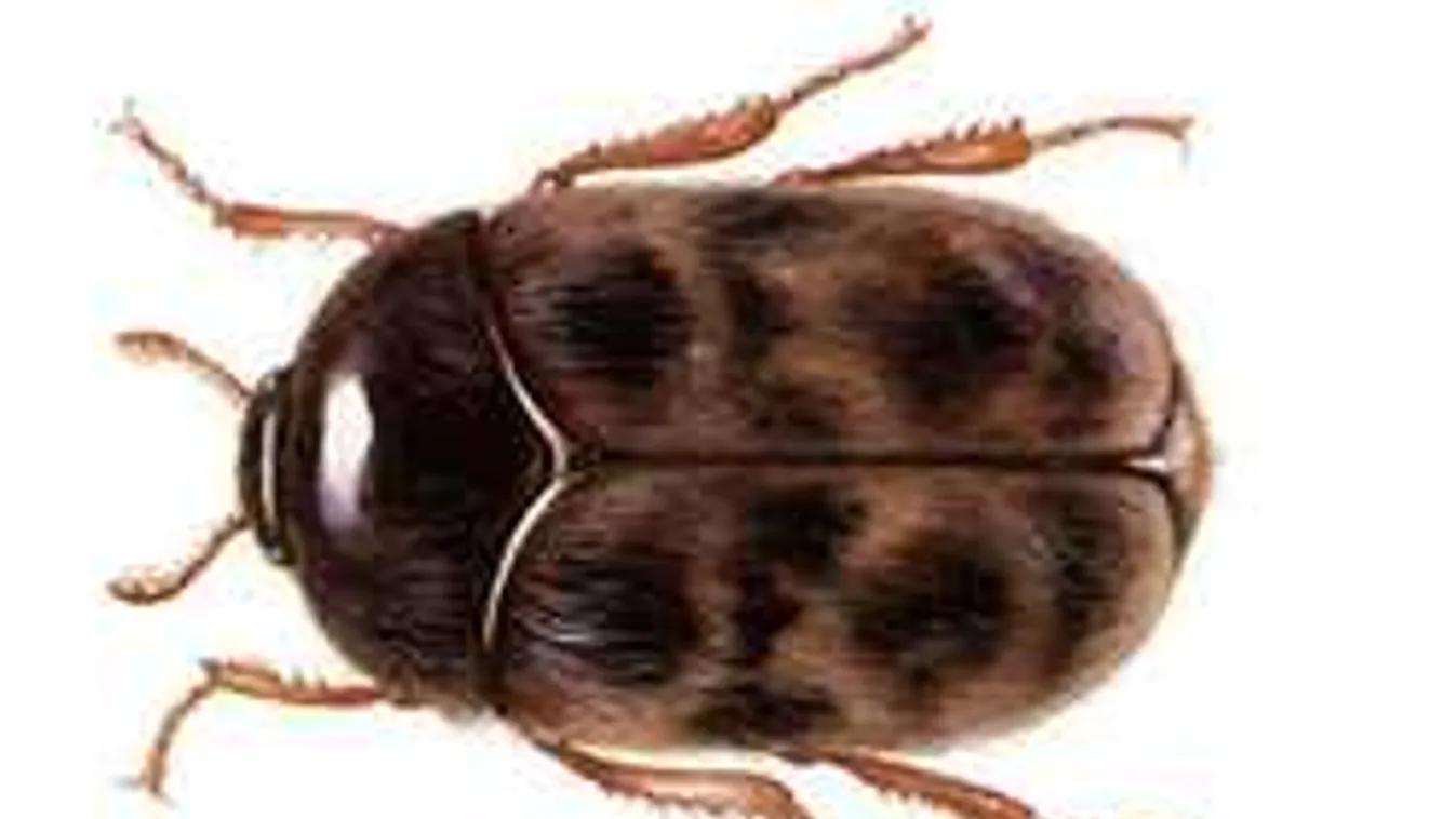 Egyre gyakoribb a lakásokban a bogár, ami veszélyesebb az egereknél is!