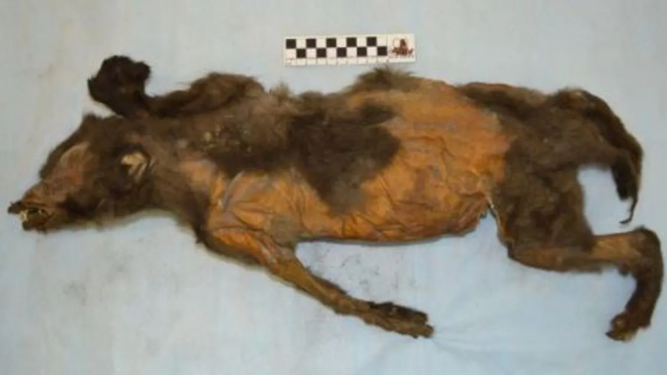 Döbbenet: rinocéroszt evett a kölyökkutya