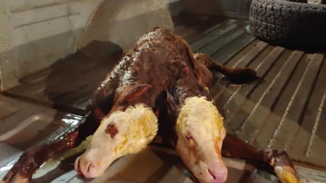 Sokkot kaptak a farmerek, miután császármetszést végeztek egy tehénen