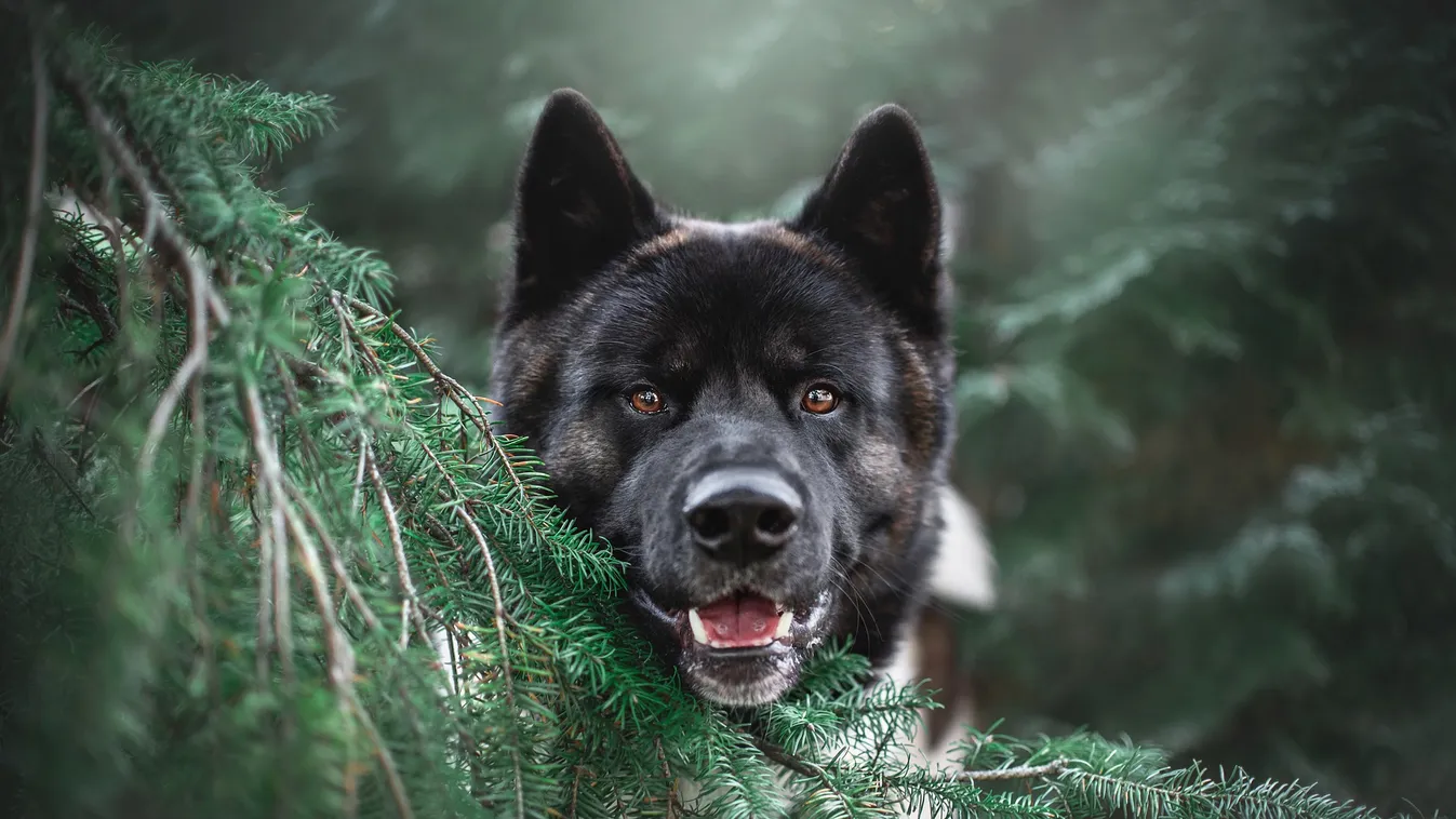 „A kutyám remegett a pórázon” – kutyatámadás történt az I. kerületben