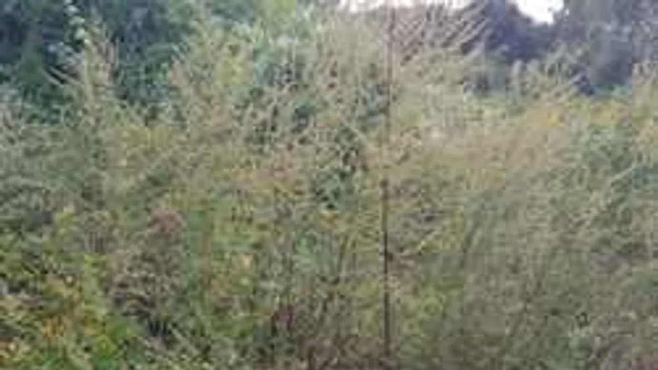 Tüsszög az egész lakótelep. A Ripost harcot hirdet a parlagfű ellen!