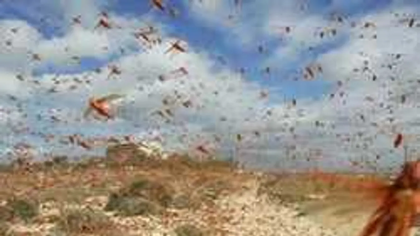 Felhőben jönnek, minden zöldet felzabálnak! Sáskajárásra készül Izrael!