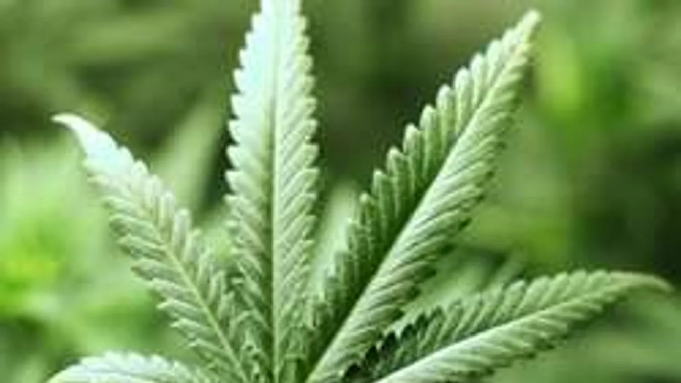 Elképesztő trükkel termesztett marihuánát két budapesti férfi