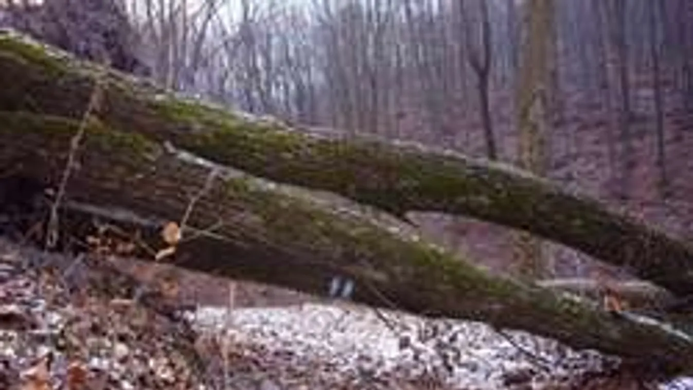 Eltévedt egy család az erdőben, így mentették meg őket