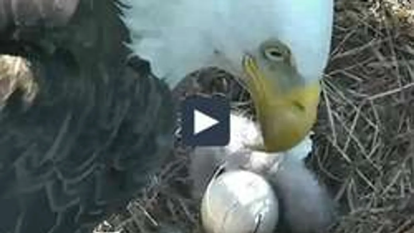 Közvetítés a fészekből: így etetik a sasszülők a fiókájukat - VIDEÓ