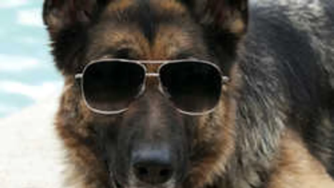 372 millió dollárt örökölt a kutya!